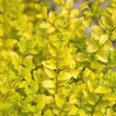 Sunshine Ligustrum, Evergreen Shrub with Golden Foliage   555107195